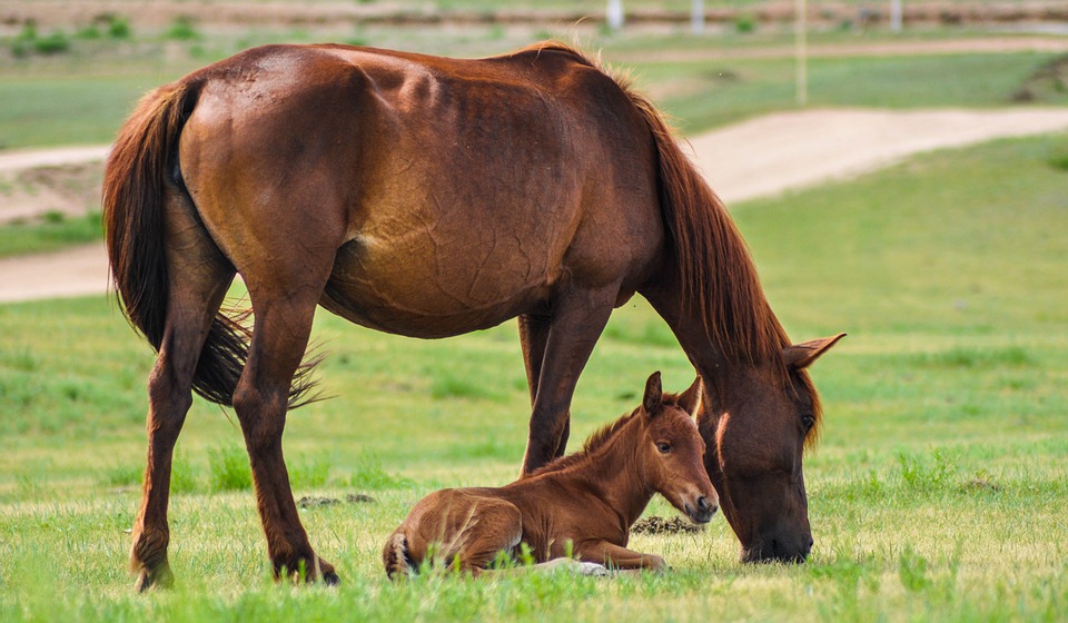 Fohlen und Pferd