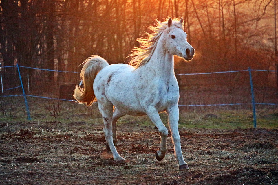 Pferd im Sonnenlicht