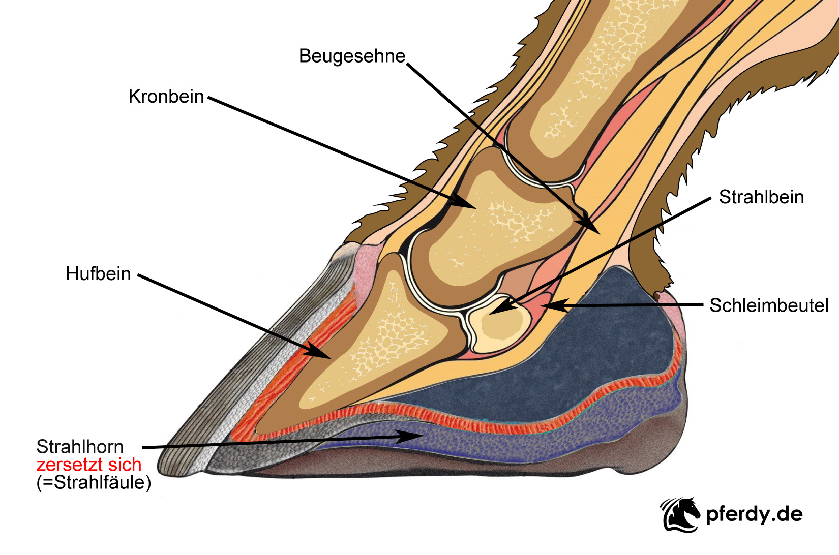 Strahlfäule Pferd